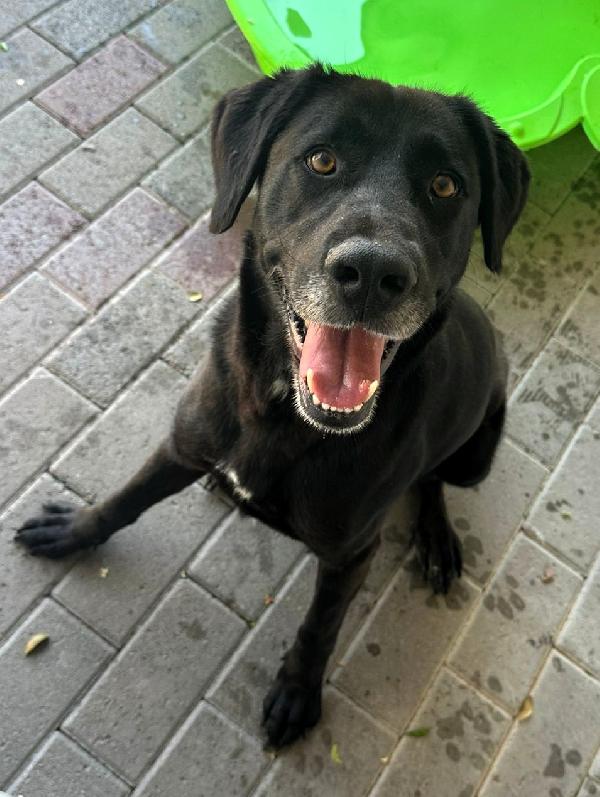 ELIJA LABRADOR Foto 4